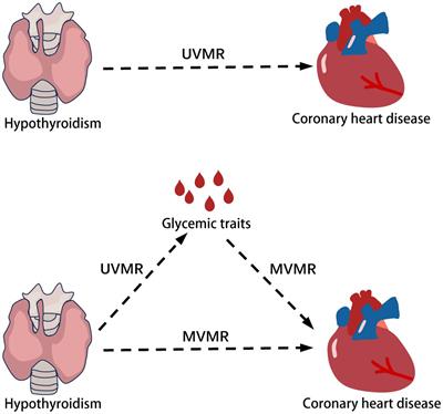 The role of glycemic traits in the mediation of the causal effect of hypothyroidism on coronary heart disease